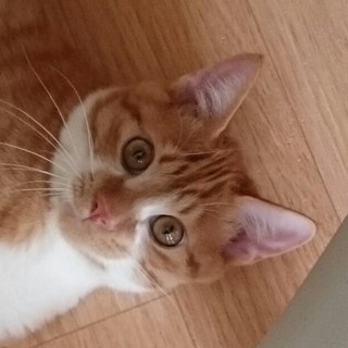 性格◎人なれOKな茶トラ少年