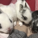 子うさぎ  里親募集