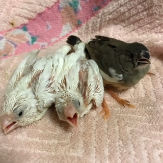 キンカチョウのひな里親さま募集☆