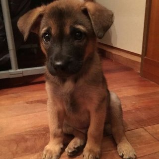 保健所からレスキューした子犬③