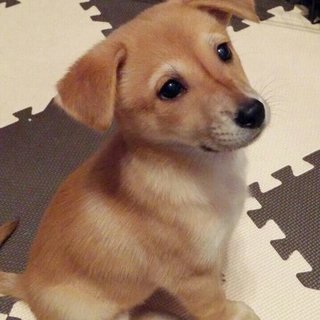 保健所からレスキューした子犬②