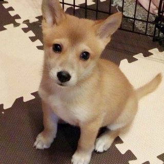 保健所からレスキューした子犬①