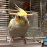 ひまちゃんのママ