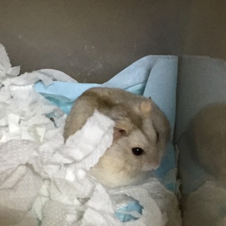 ジャンガリアンハムスターの里親さん募集中です。