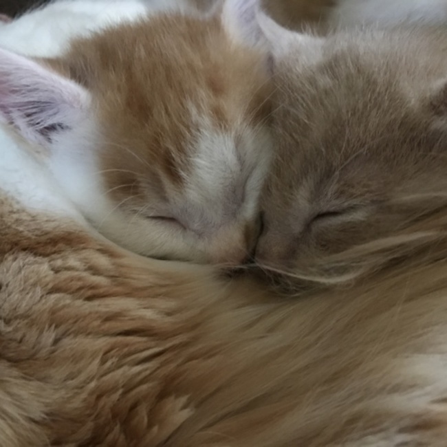 ぽん猫のカバー写真