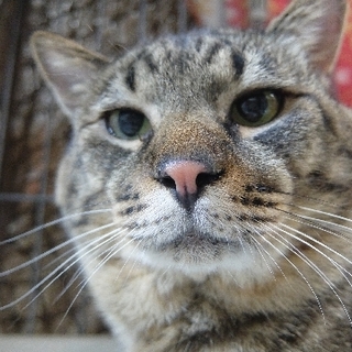 大きい猫好きな方へ♪臆病だけどベタ甘・リキ
