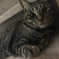 リブラ
