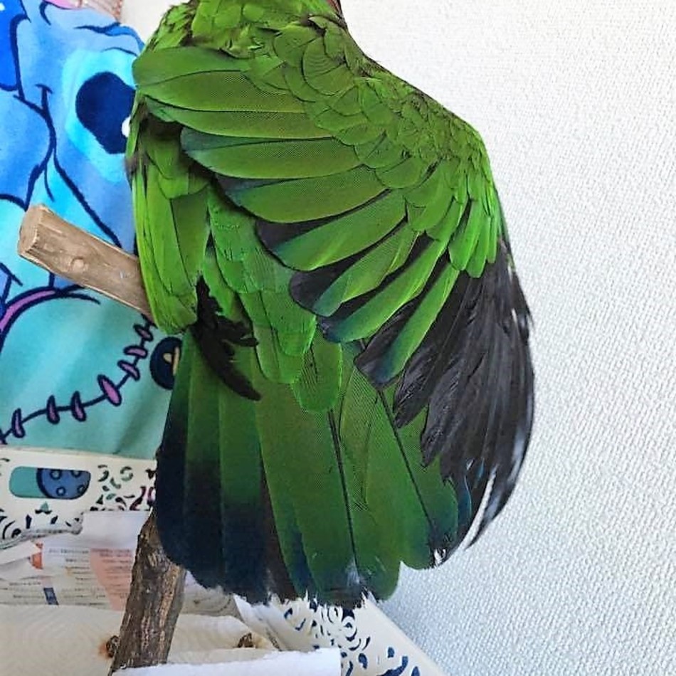 CAOL ILA《カリラ》のカバー写真