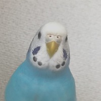 こむぎ
