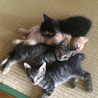 まもなく生後2ヶ月 里親募集中！