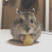 くるみ