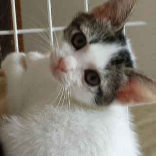 魅力たっぷり！！大きなお耳につぶらな瞳