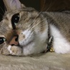 ちび