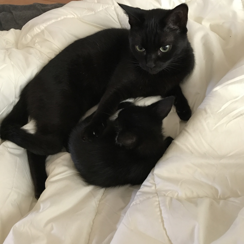 ききょうのカバー写真