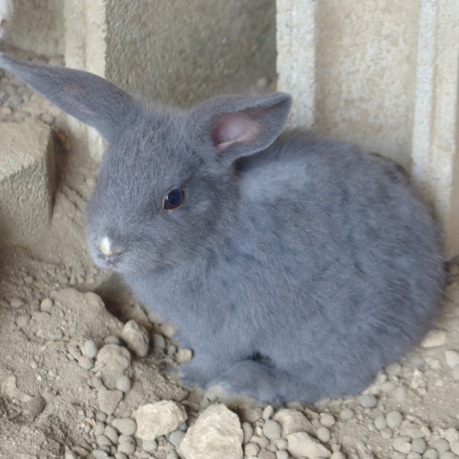 うさぎんのカバー写真