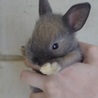 うさぎん さん