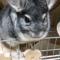 モフィー