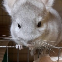 バニラ