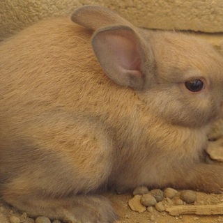 里親様ありがとうございました