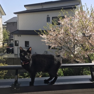 黒猫♀おこげちゃん