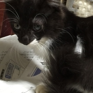 ふわふわな毛の可愛い子猫ちゃん