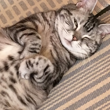 Sri Jnana。アメショーはこういうポーズ好きですよね。