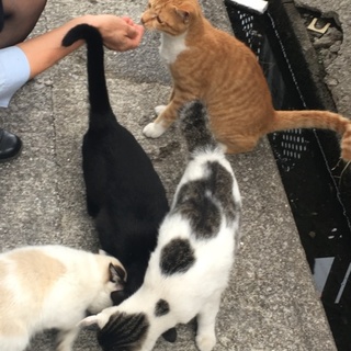 人懐っこい子達です