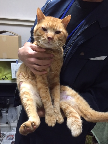 掲載期限が過ぎている赤い」北海道 - 猫の里親募集(176527 