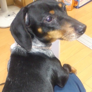 お散歩大好きミニチュアダックスのももです！