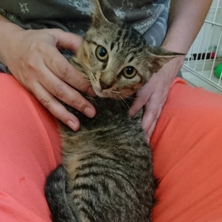 猫のオヤツちゅ~るでご機嫌(^ ^)キジ茶のるう君