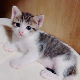 暴れん坊にゃんこのとらちゃん