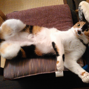 IKEAの猫ベッド大盛況