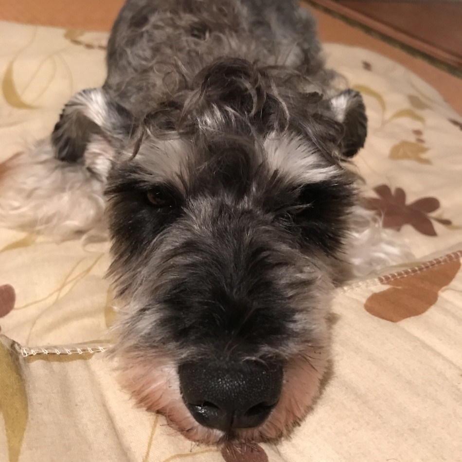 ぺっぱぁのカバー写真