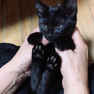 ちびっこギャング猫！？いたずら娘です