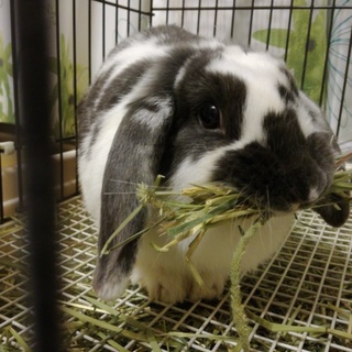 【再】元気なロップイヤー