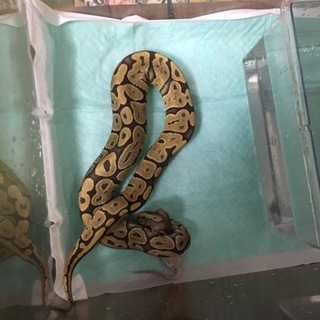 パールパイソン