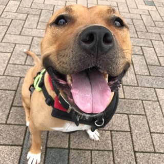 性格花マルのパワフル女子レィディ♀。ピットブル