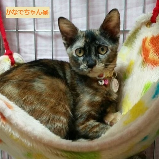 臆病だけどとても可愛いサビ猫ちゃん♪