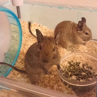 デグー里親さん募集