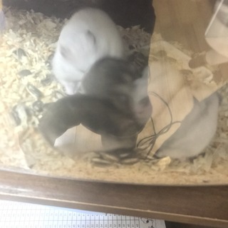 ハムスター里親さん募集