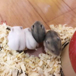 パールホワイトとブルーサファイアの赤ちゃんです