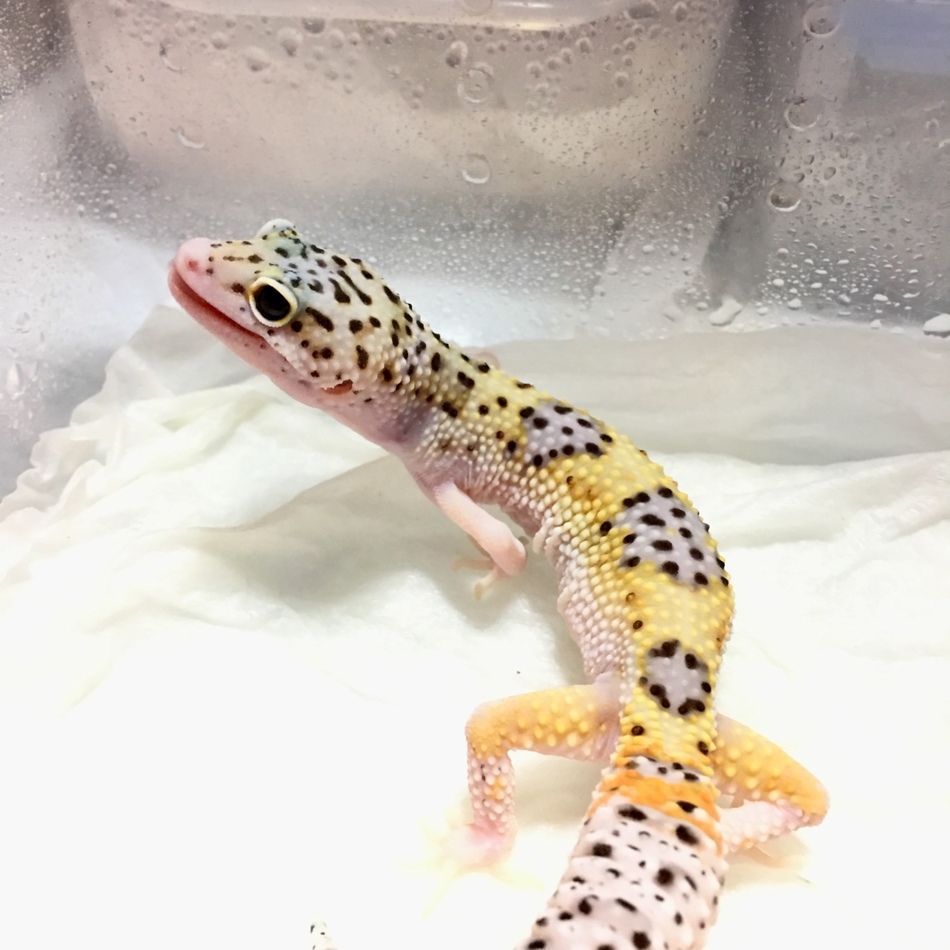 のりたまのカバー写真