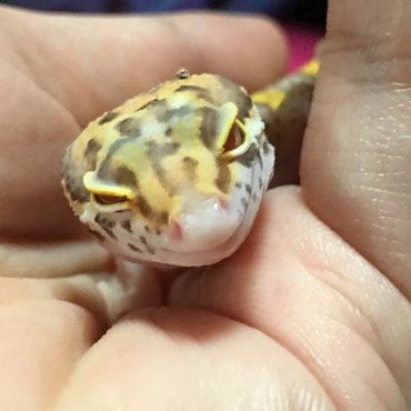 わかりづらいけど、片方はハーフアイ！