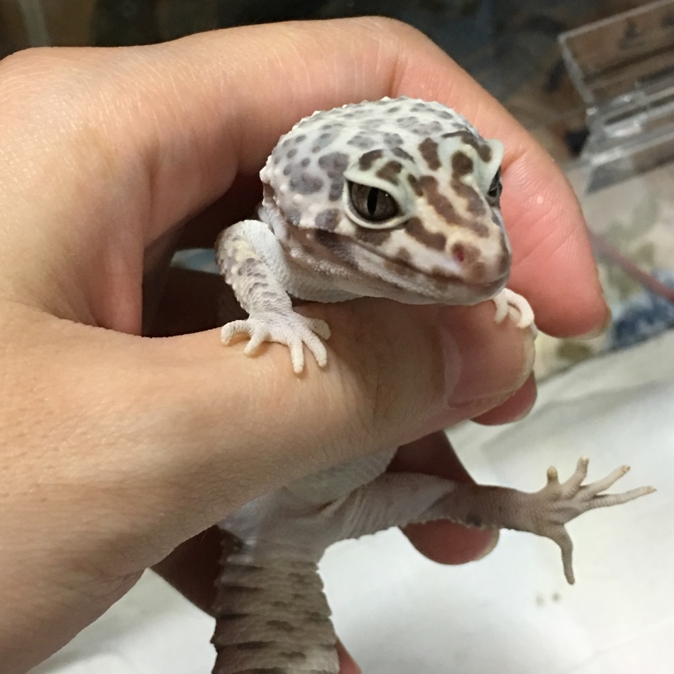 バナナのカバー写真
