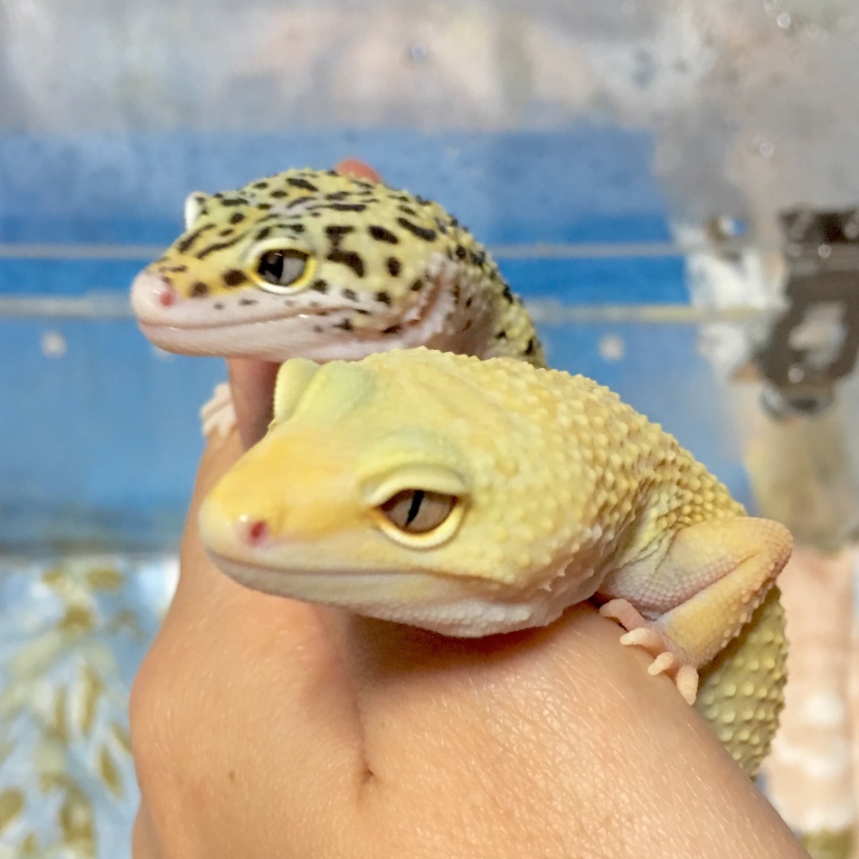 チェリーのカバー写真