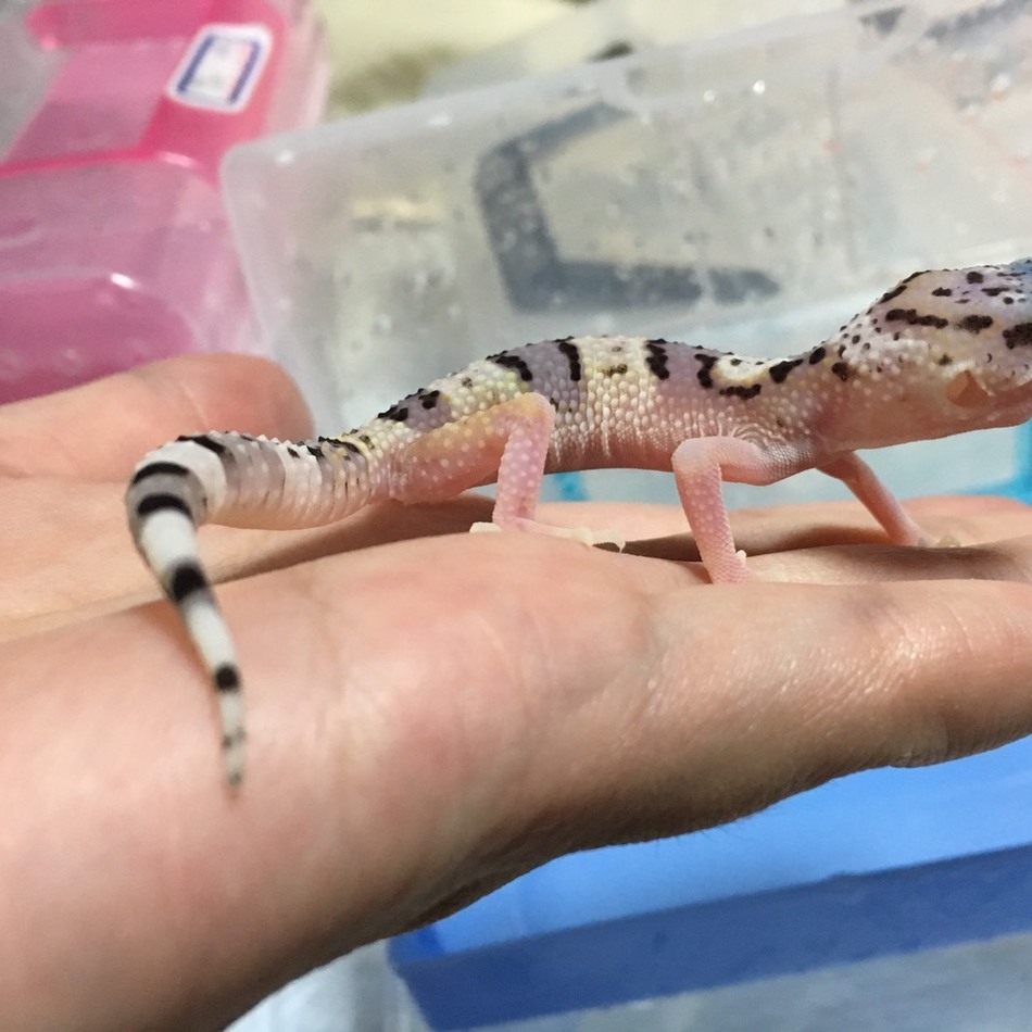 トロロのカバー写真