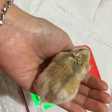 毛の生え変わり時期？