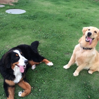 再投稿‼︎バーニーズマウンテンドック男の子10ヶ月