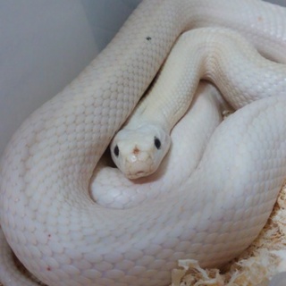 リューシスティックテキサスラットの里親さん募集