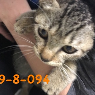 期限10/6 萩市保健所 甘えん坊のキジトラ子猫♂